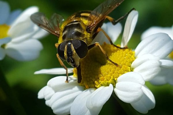 Adler Blechbearbeitung bietet Bienen Lebensraum